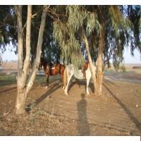 טיול סוסים לילי+ארוחה על האש - 2 טיול סוסים לילי+ארוחה על האש - 2