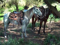 הצעת נישואין הרי הכנרת - 1 הצעת נישואין הרי הכנרת - 1