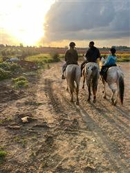 טיול סוסים זוגי רומנטי בדרום - 0 טיול סוסים זוגי רומנטי בדרום - 0