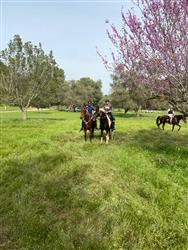 טיול סוסים זוגי רומנטי בדרום - 1 טיול סוסים זוגי רומנטי בדרום - 1