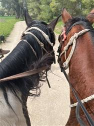 טיול סוסים זוגי רומנטי בדרום - 2 טיול סוסים זוגי רומנטי בדרום - 2