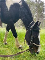 טיול סוסים זוגי רומנטי בדרום - 3 טיול סוסים זוגי רומנטי בדרום - 3