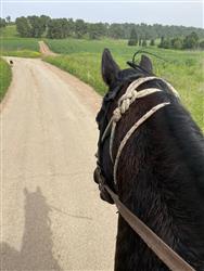 טיול סוסים זוגי רומנטי בדרום - 4 טיול סוסים זוגי רומנטי בדרום - 4