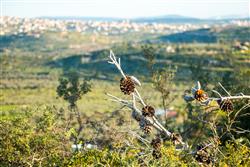פשוט להתחבר לטבע... - 9 פשוט להתחבר לטבע... - 9