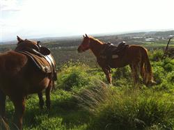 הורד האדום - 6 הורד האדום - 6