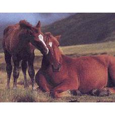 טיול סוסים  רומנטי על חוף הים - 0 טיול סוסים  רומנטי על חוף הים - 0